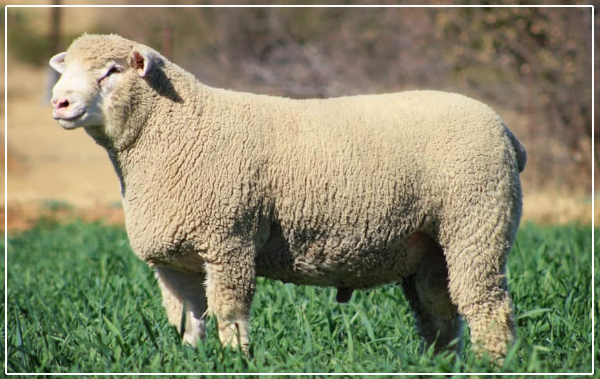 Kifgüd: İle de France Koyunu Özellikleri ve Et Verimliliği