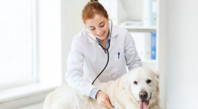 Veteriner Klinikleri: Evcil Hayvanlarınıza Sağlık ve Bakım Sunan Mekanlar